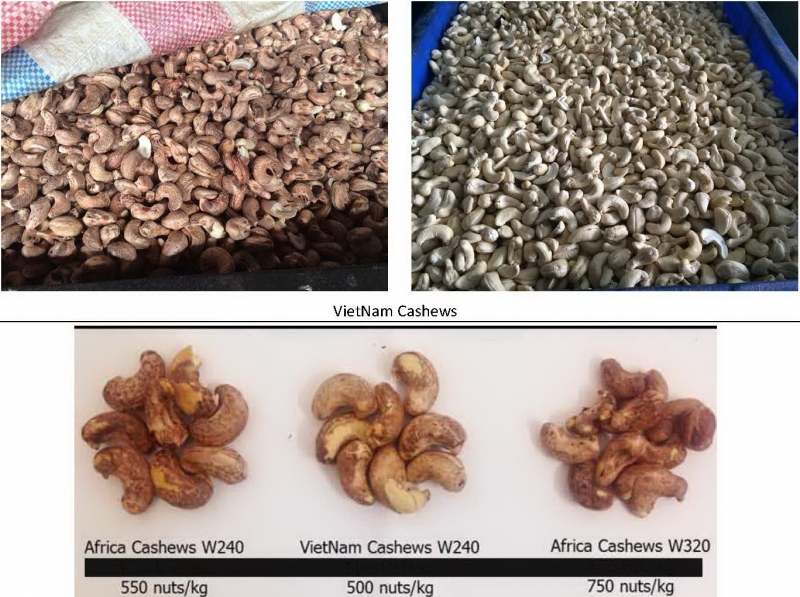 Cashew Kernel